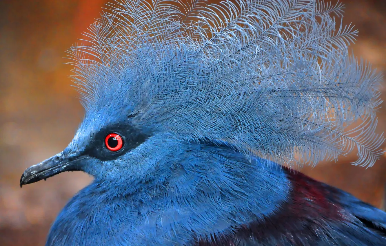 Photo wallpaper bird, feathers, beak, exotic, crowned pigeon
