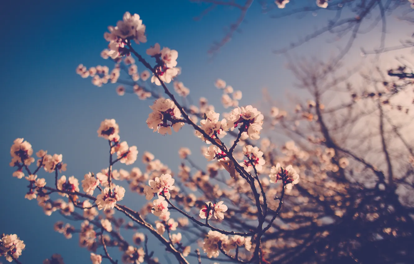 Photo wallpaper flowers, branches, stems, buds, bokeh