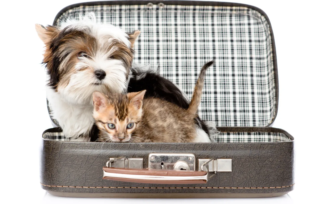 Photo wallpaper kitty, dog, suitcase, kitten, Dogs, Terrier