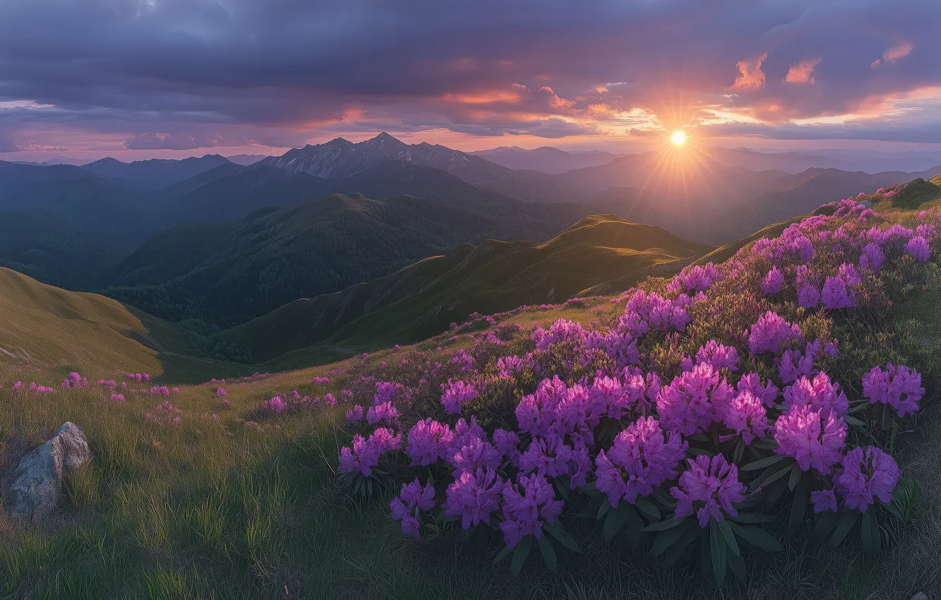 Photo wallpaper the sun, clouds, rays, flowers, mountains, fog, stones, dawn