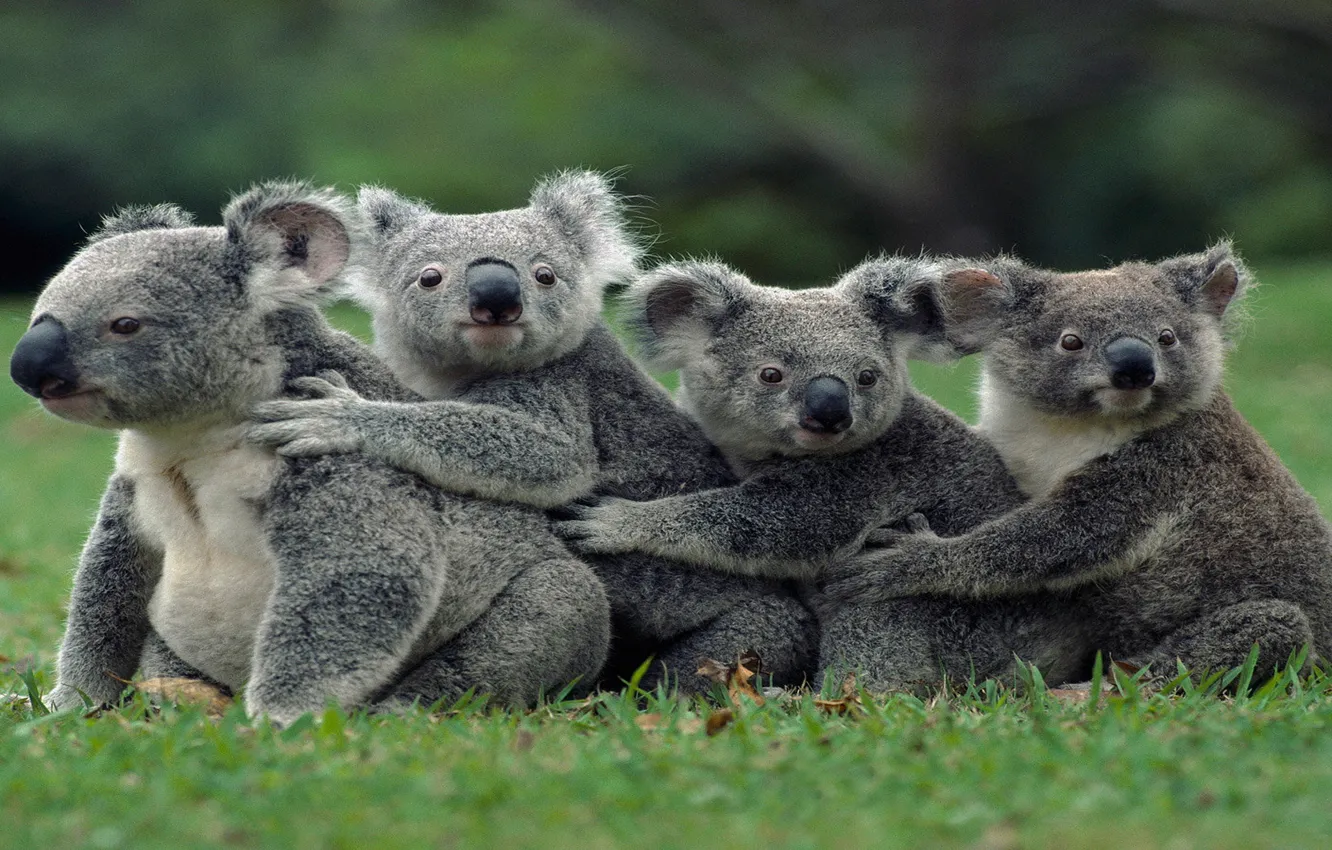 Photo wallpaper Family, Australian, group, marsupial, Koalas