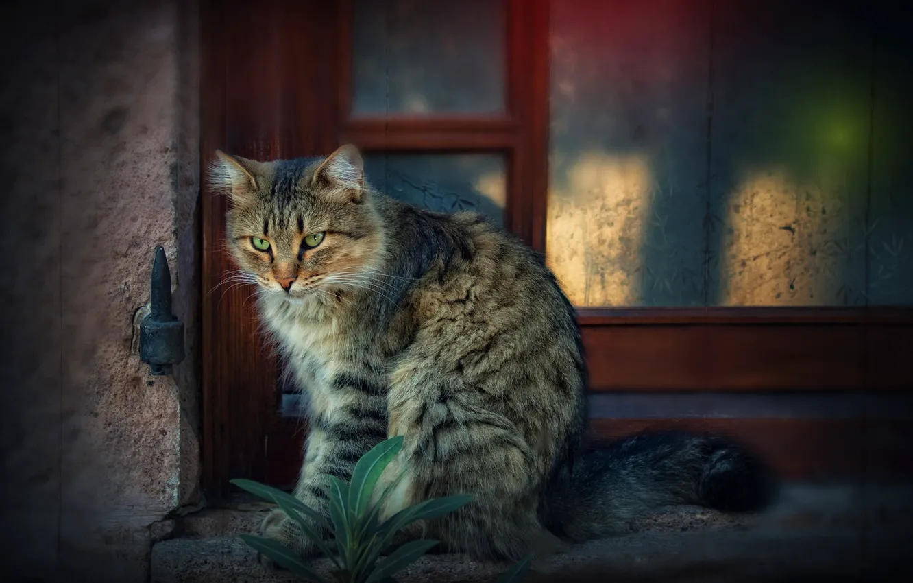Photo wallpaper cat, window, cat
