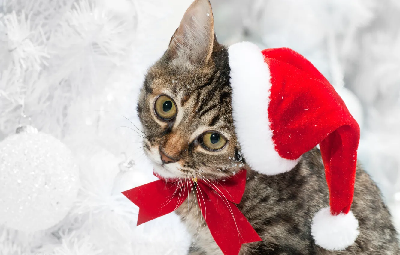 Photo wallpaper winter, cat, holiday, hat, bow