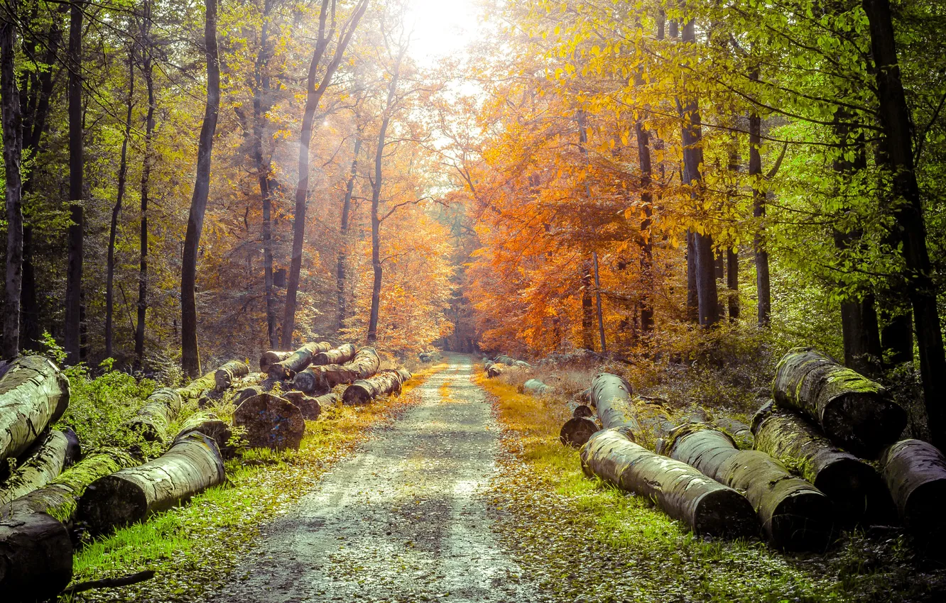 Photo wallpaper road, autumn, forest, the sun, trees, log