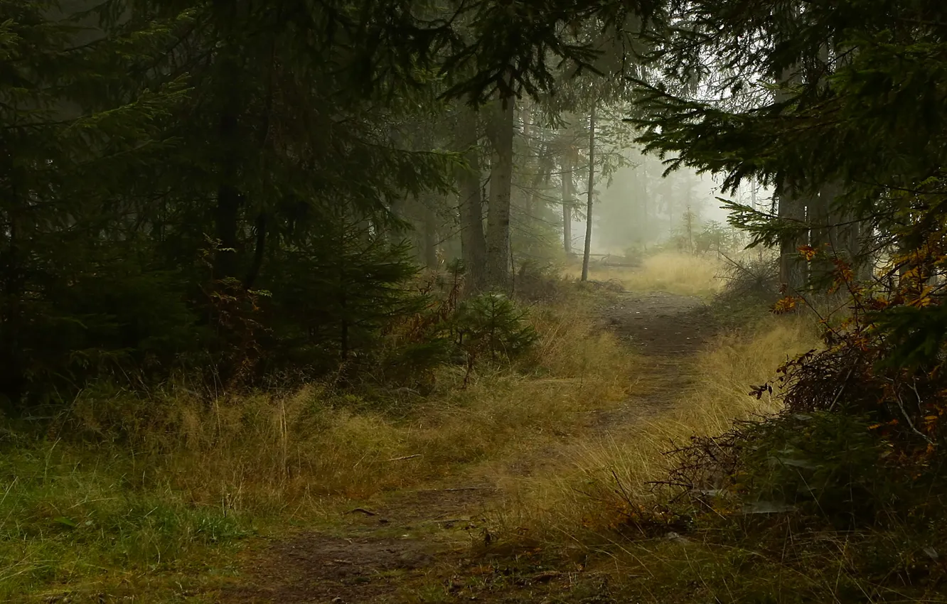 Photo wallpaper autumn, trees, nature, fog, trail, Forest, ate, path