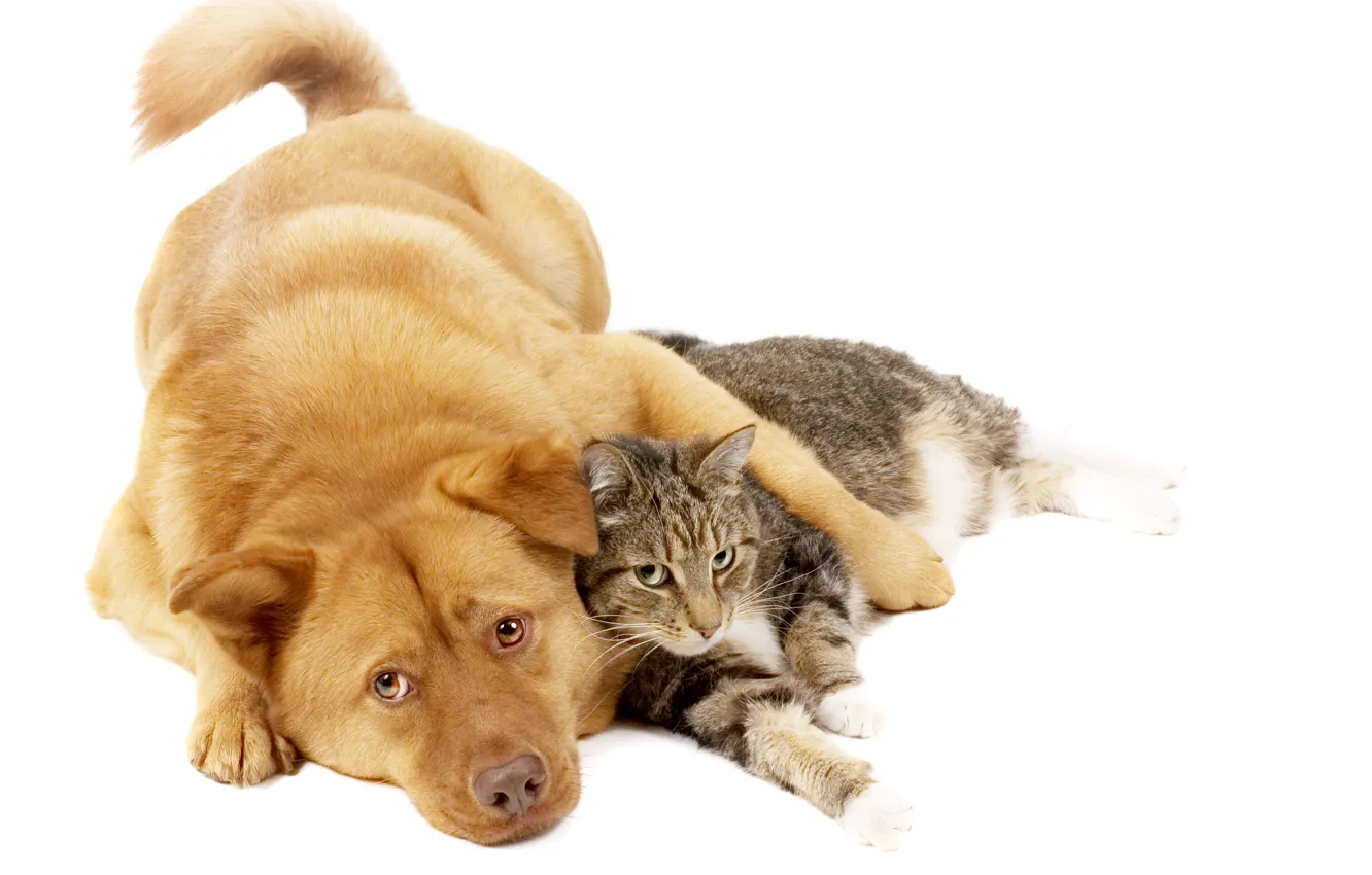 Photo wallpaper cat, cat, each, dog, red, dog