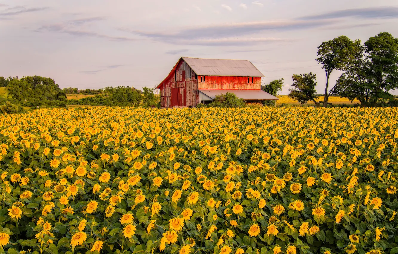 Photo wallpaper field, summer, clouds, trees, sunflowers, flowers, red, nature