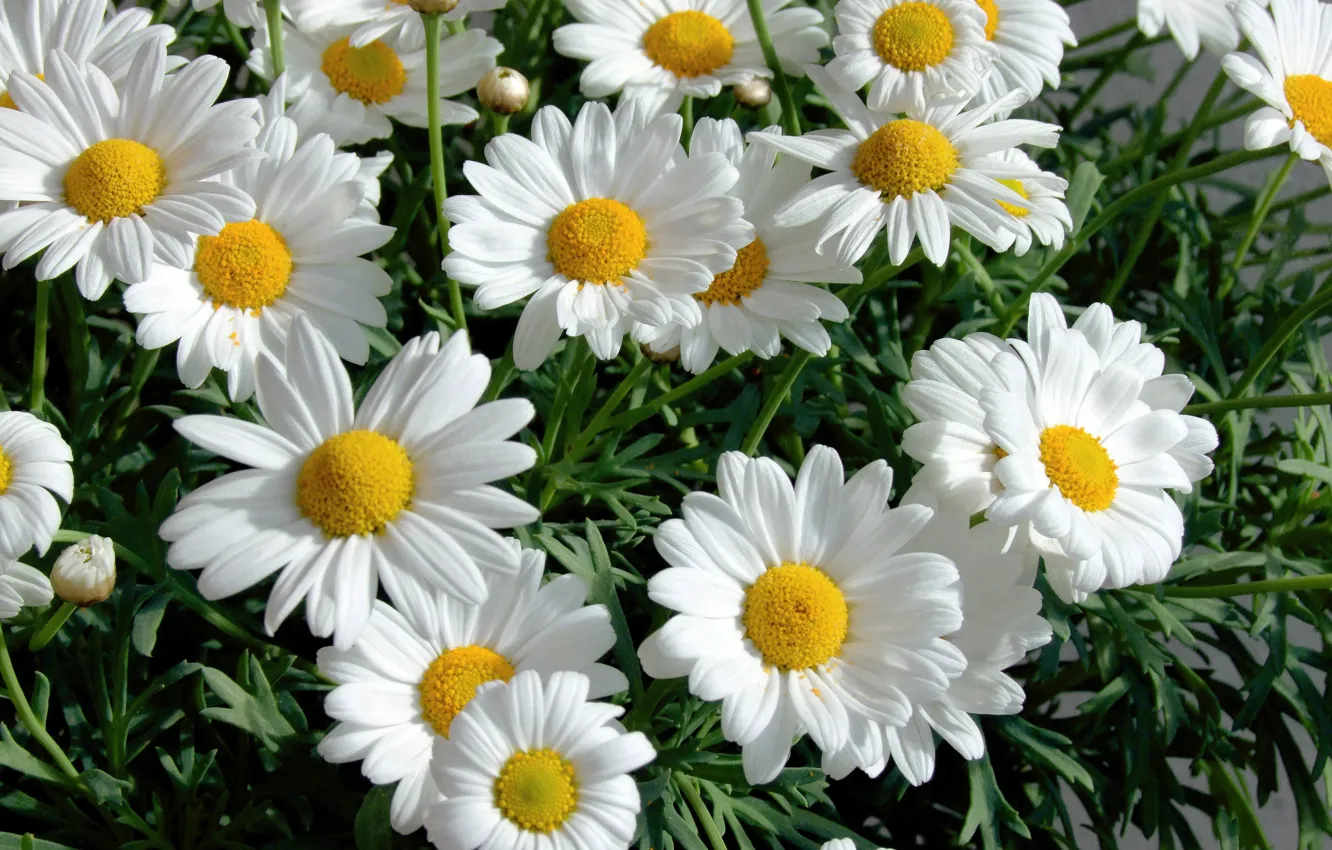 Photo wallpaper flowers, chamomile, white, the bushes, a lot