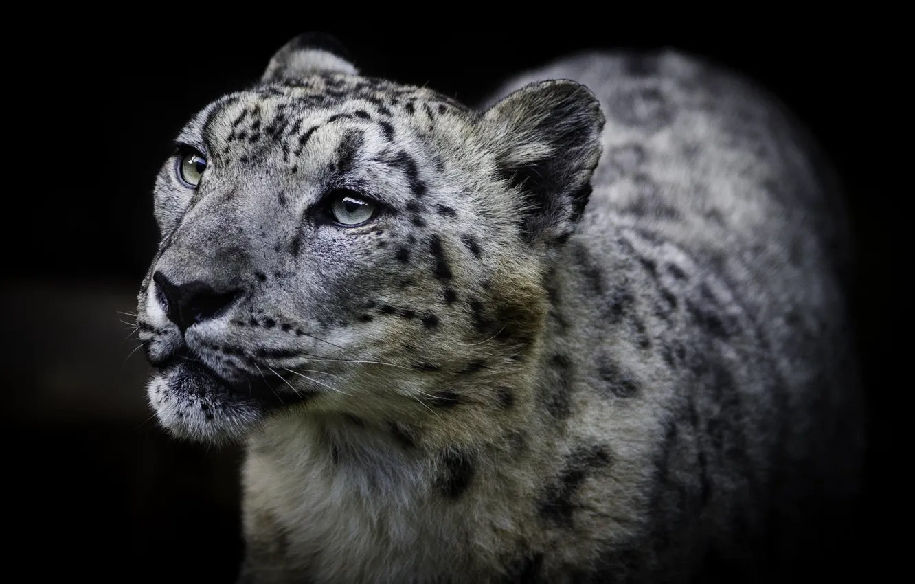 Photo wallpaper cat, look, background, snow leopard