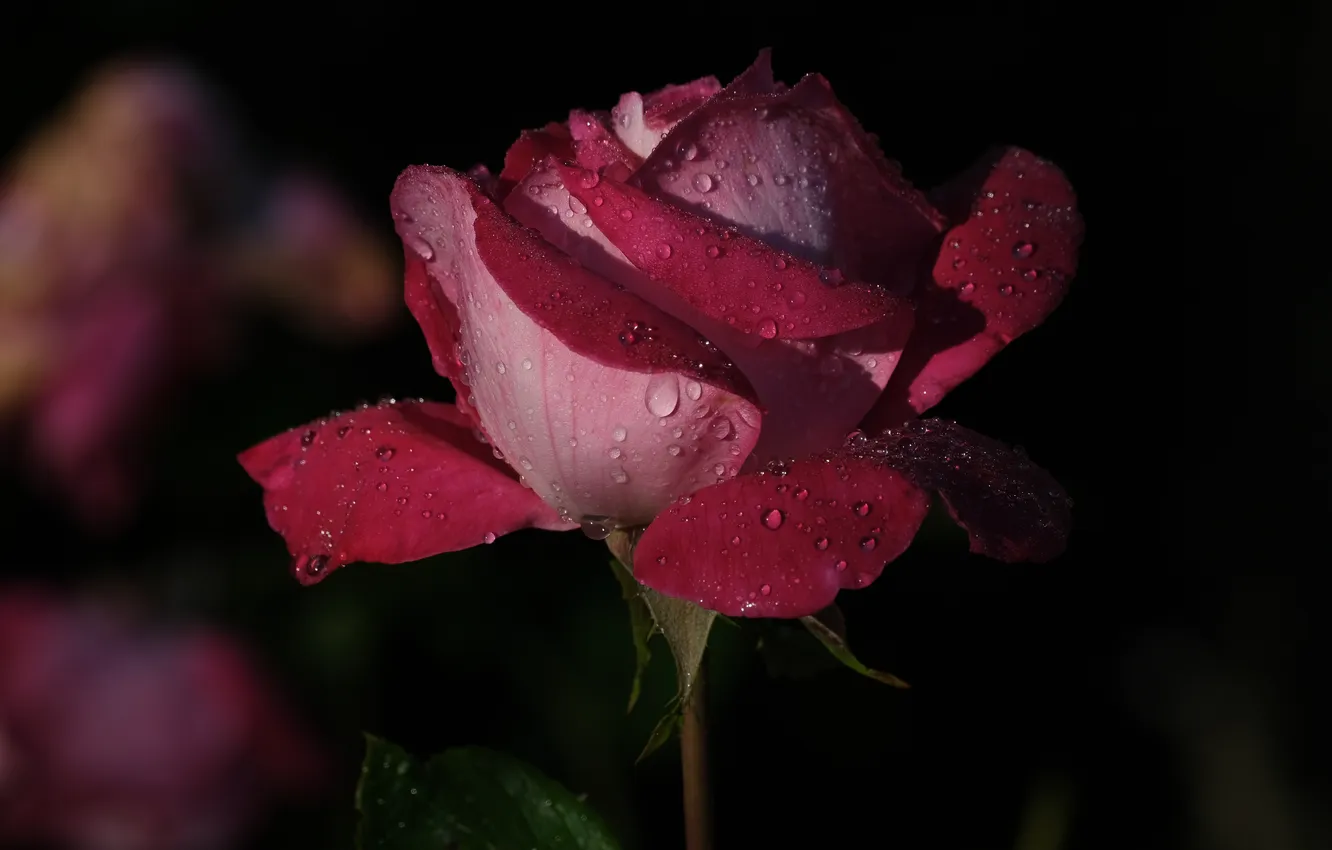 Photo wallpaper drops, flowers, red, the dark background, roses, raspberry