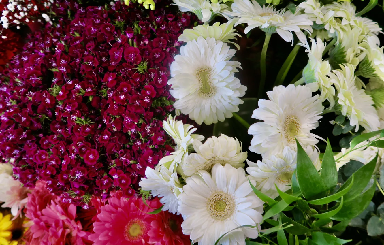 Photo wallpaper leaves, macro, flowers, red, bright, bouquet, pink, white