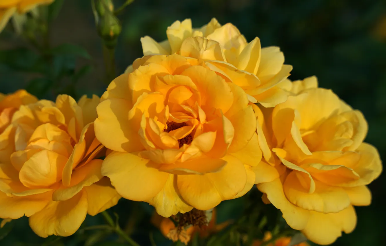 Photo wallpaper flowers, yellow, roses, garden