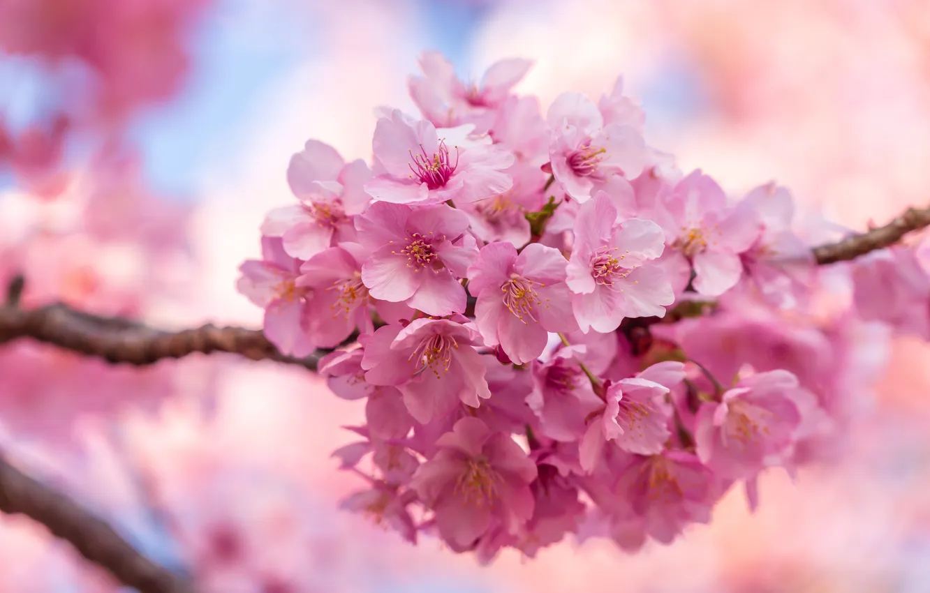 Photo wallpaper flowers, branches, nature, spring, flowering, flowering tree
