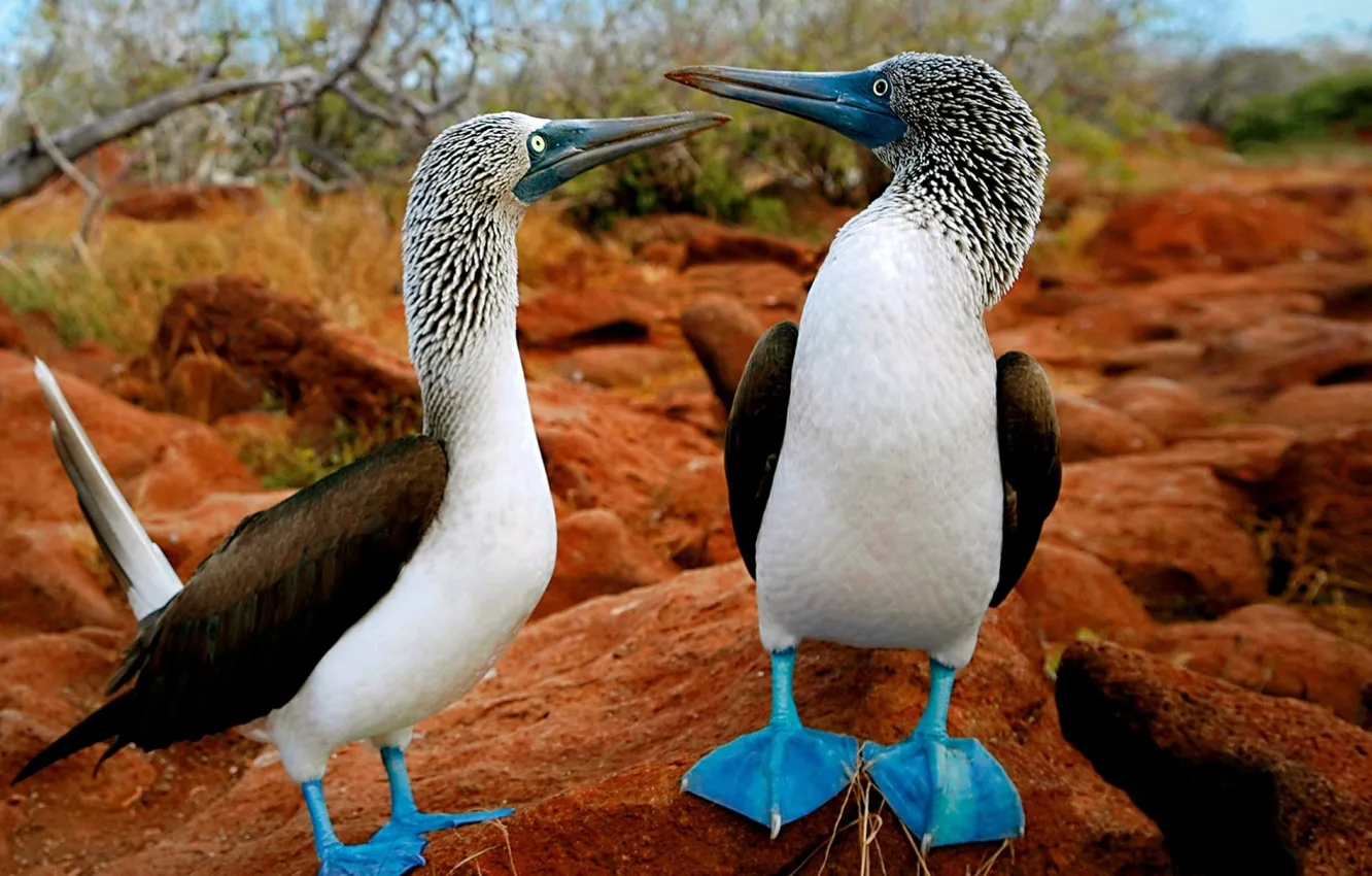 Photo wallpaper colorful, trees, animals, bird, blue, birds, amazing, animal