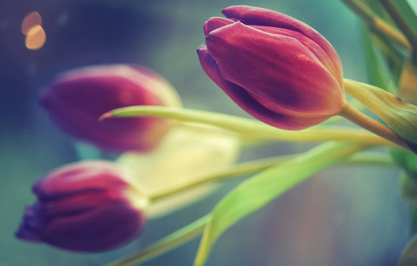 Photo wallpaper flowers, color, tulips