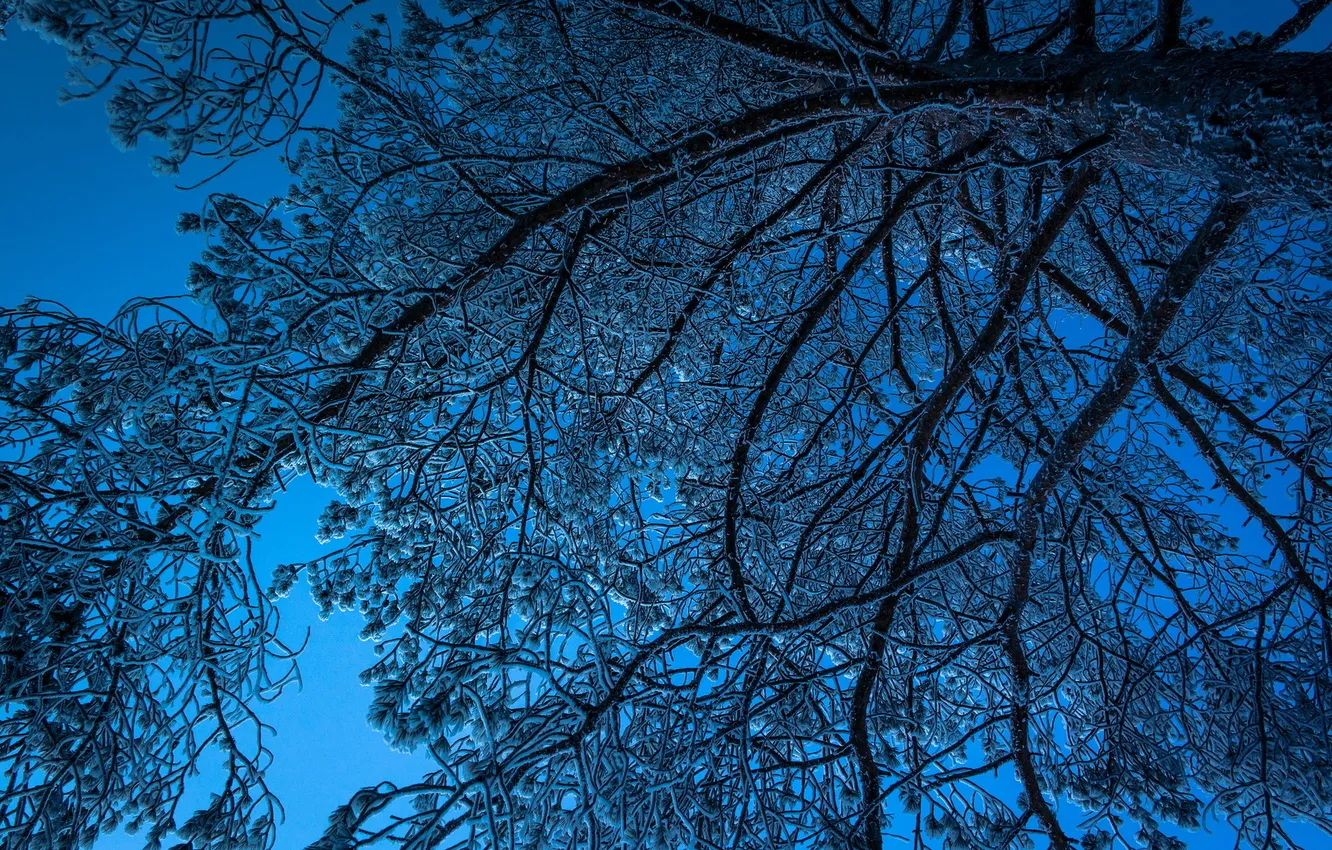 Photo wallpaper trees, branches, nature