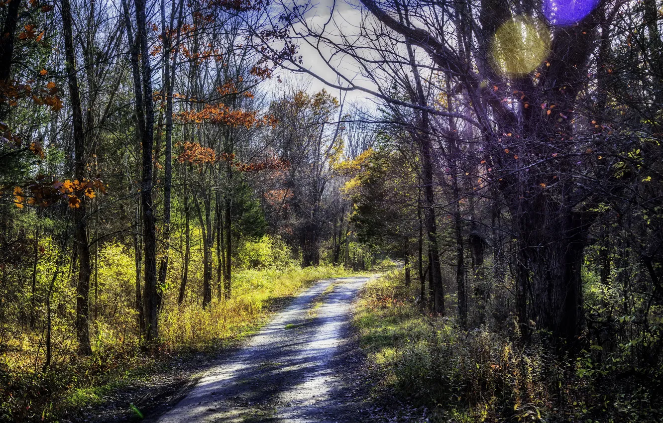 Photo wallpaper road, autumn, forest, the sun, trees, glare, treatment