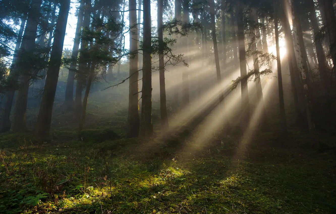 Photo wallpaper forest, rays, light, nature