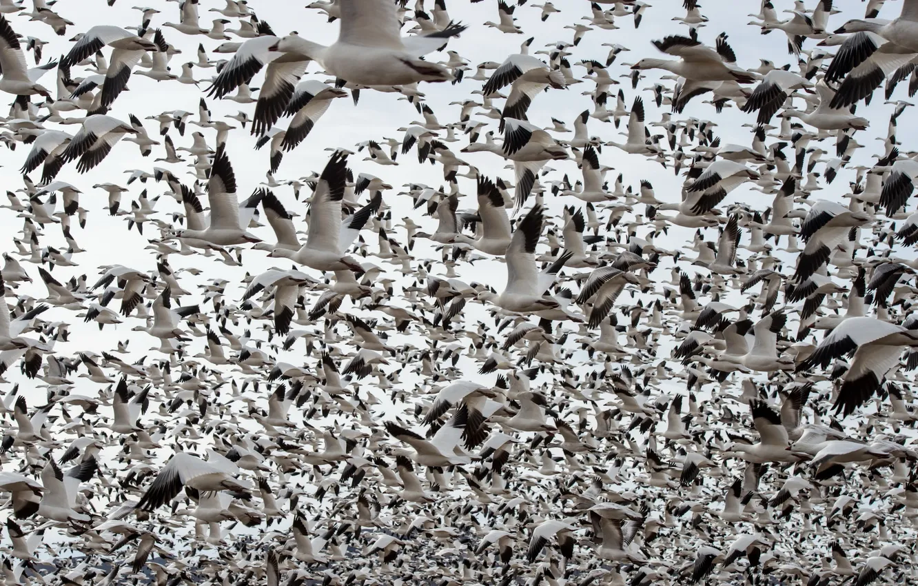 Photo wallpaper flight, nature, bird, pack, geese