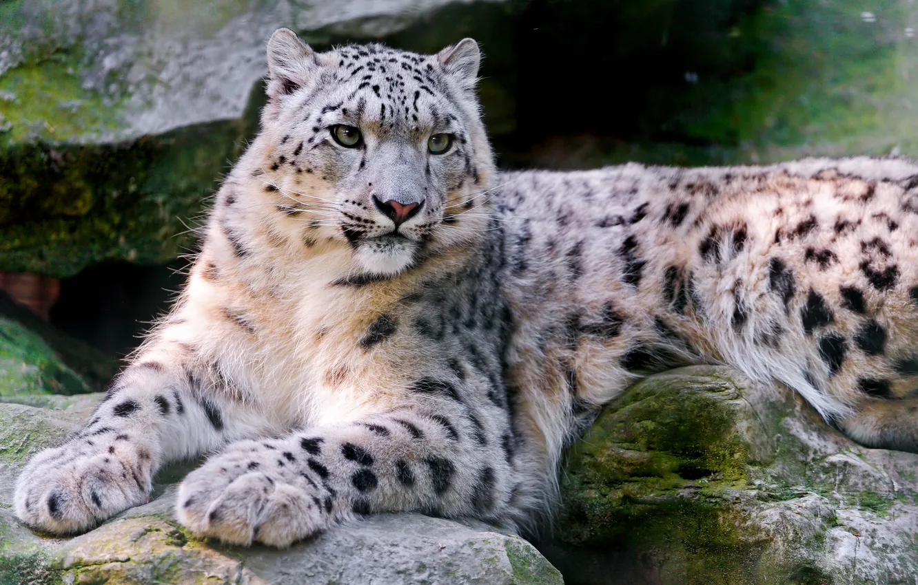 Photo wallpaper stones, snow leopard, IRBIS. predator