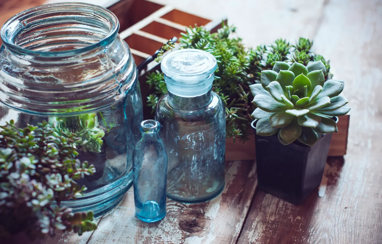 Photo wallpaper greens, jars, pots
