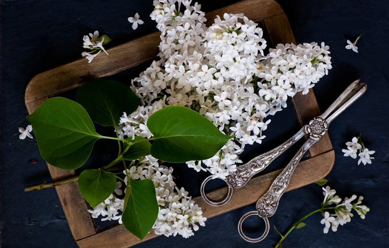 Photo wallpaper flowers, branches, style, Board, lilac, tongs, white lilac
