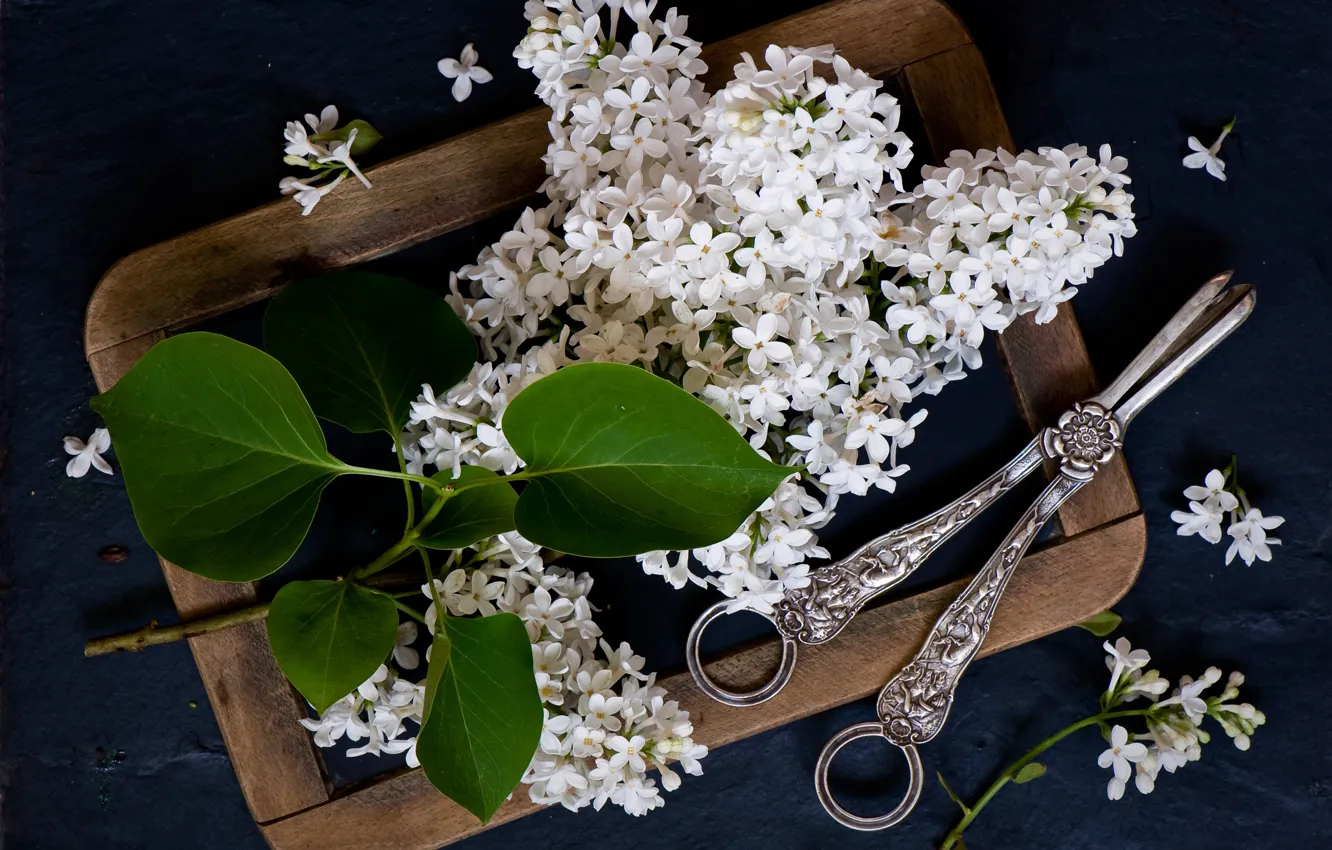 Photo wallpaper style, branch, Board, flowers, lilac, tongs, white lilac