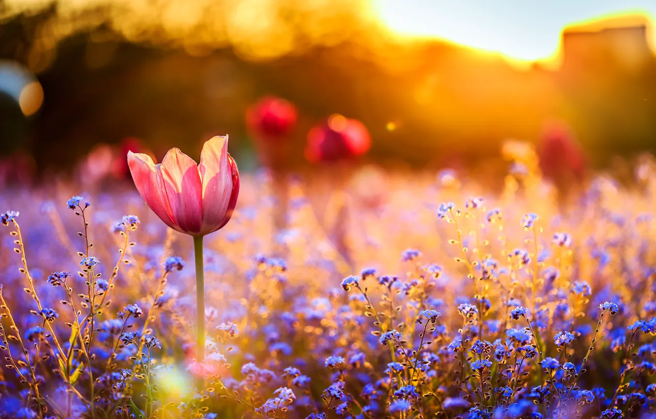 Photo wallpaper field, sunset, flowers, Tulip