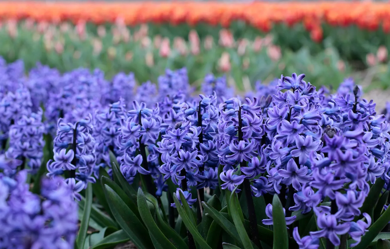 Photo wallpaper flowers, spring, flowerbed, a lot, lilac, hyacinths
