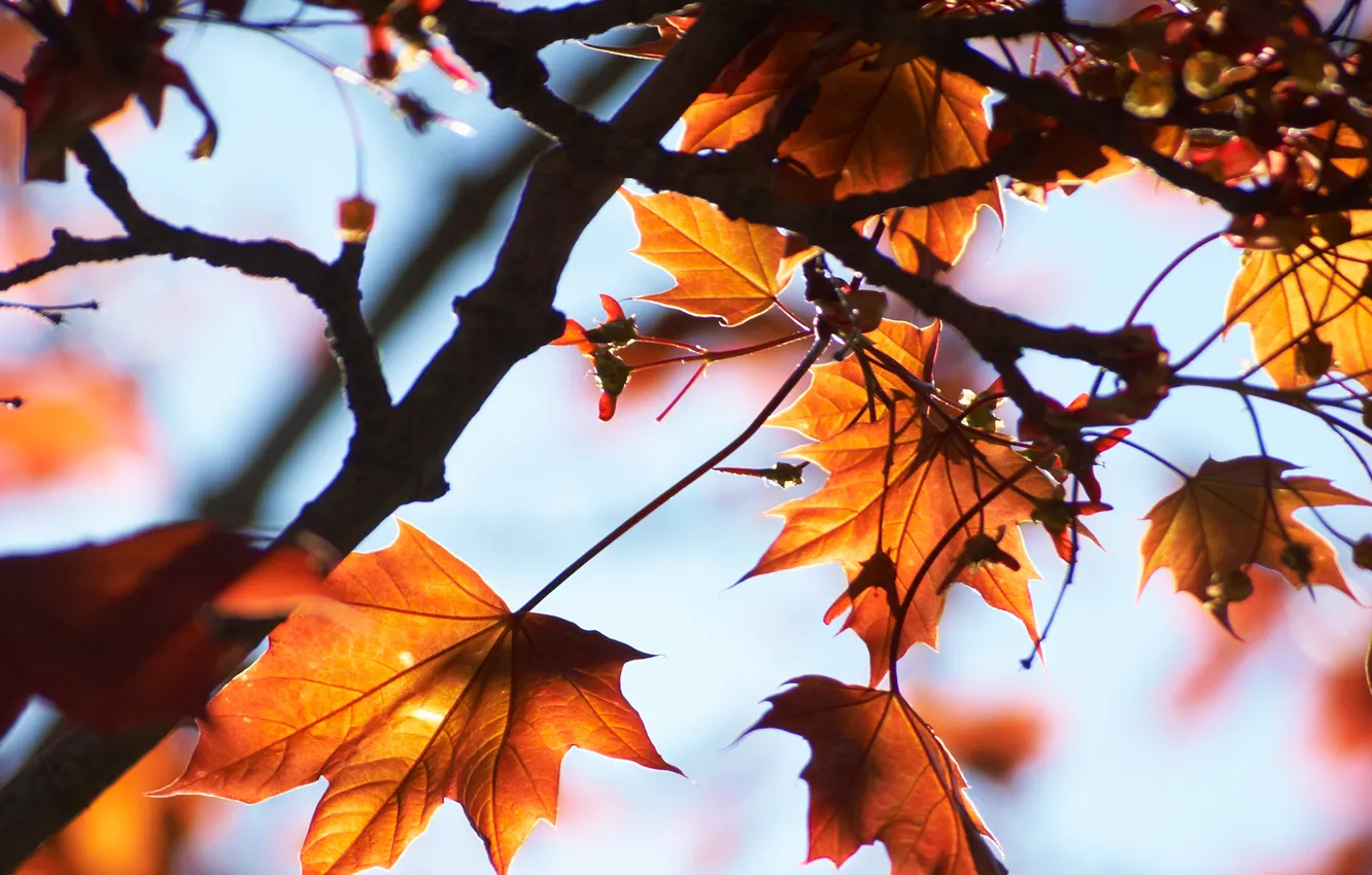Photo wallpaper the sky, macro, light, branches, tree, maple, leaves, autumn