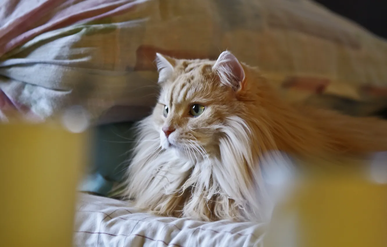 Photo wallpaper cat, cat, fluffy, red, lies