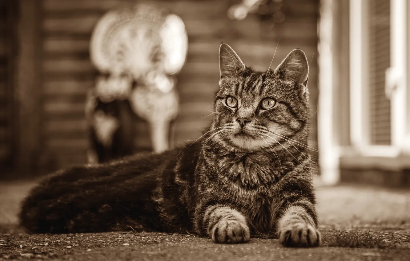 Photo wallpaper cat, cat, look, asphalt, face, pose, house, retro