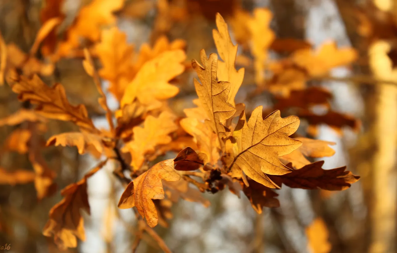Photo wallpaper autumn, tree, leaf, twig