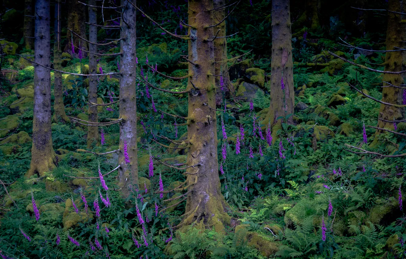 Photo wallpaper greens, nature, forest tree