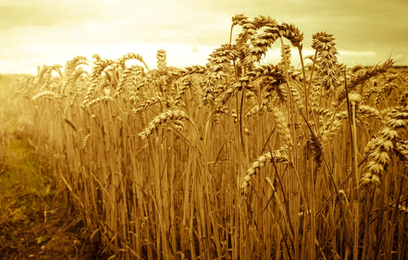 Photo wallpaper wheat, field, the sky, the sun, macro, nature, background, widescreen