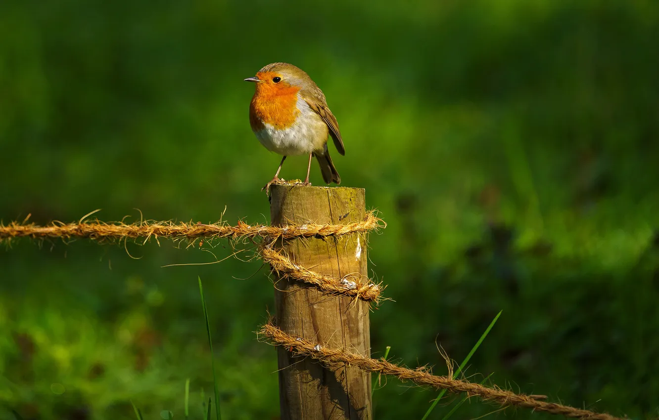 Photo wallpaper bird, rope, bird, columns