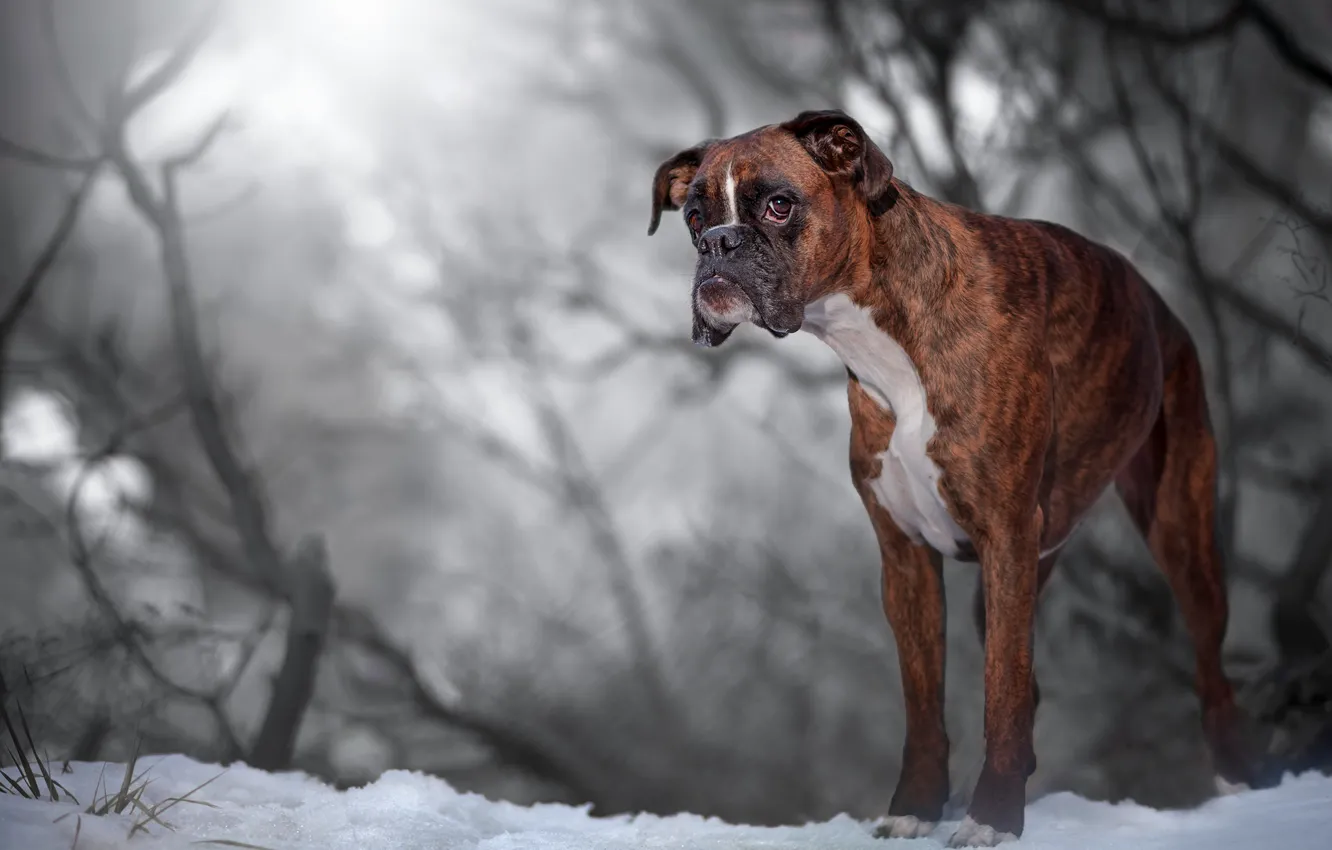 Photo wallpaper snow, dog, bokeh, boxer