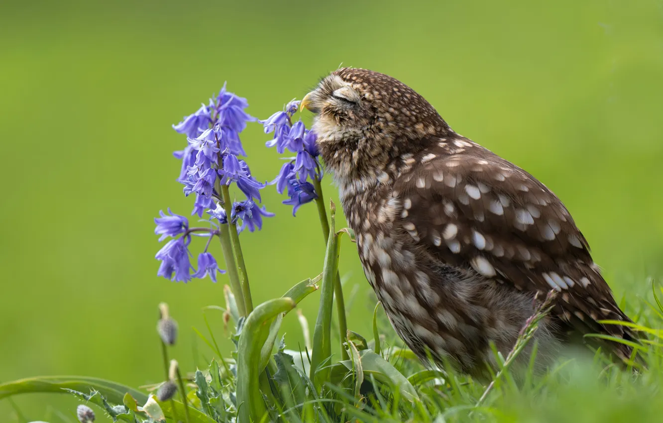Photo wallpaper grass, flowers, nature, owl, bird, bells, green background, lilac