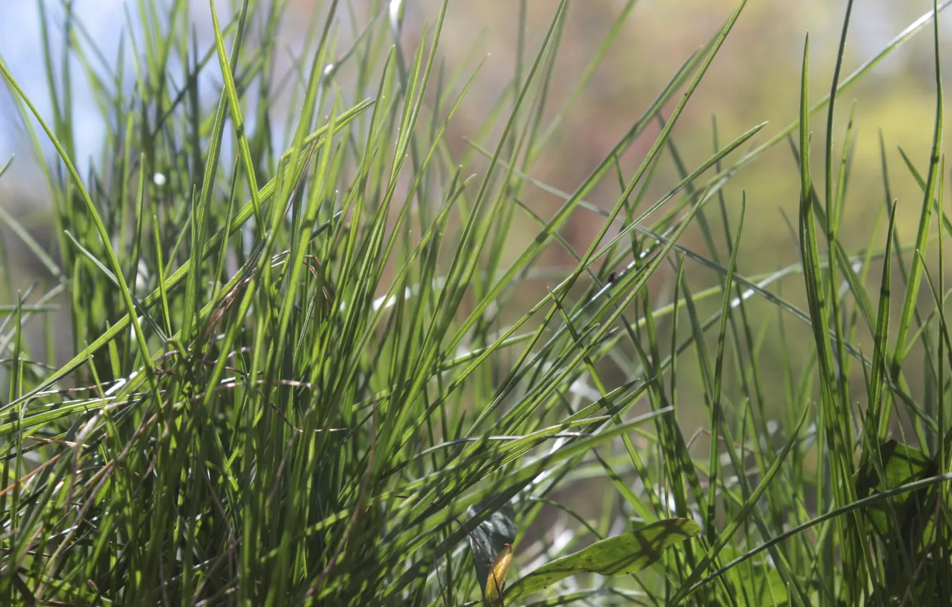 Photo wallpaper grass, green, background, mood