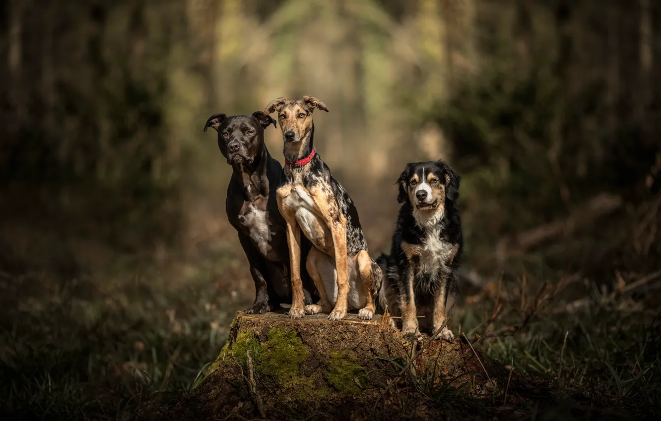 Photo wallpaper forest, dogs, stump, trio, friends, bokeh, Trinity, three dogs
