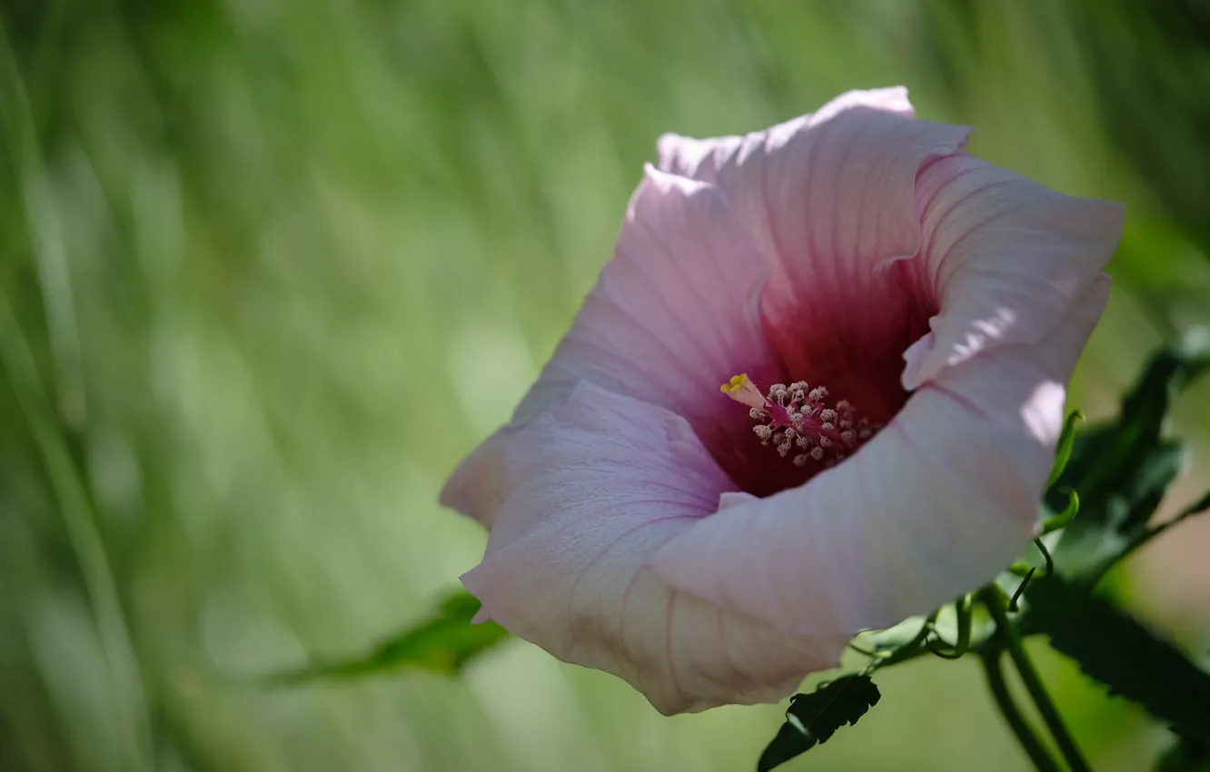 Photo wallpaper macro, flowers, pink, hibiscus