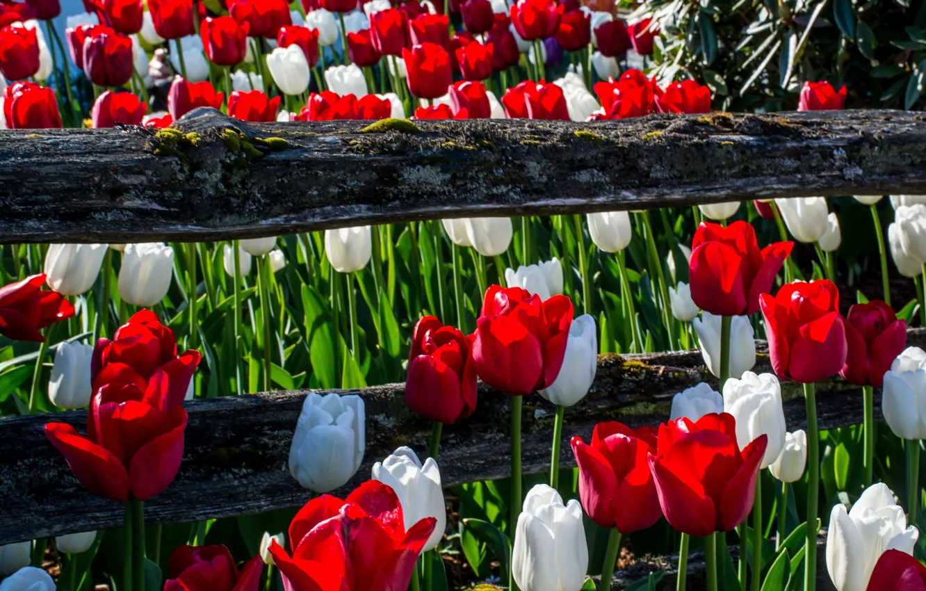 Photo wallpaper light, flowers, red, mood, bright, the fence, spring, garden