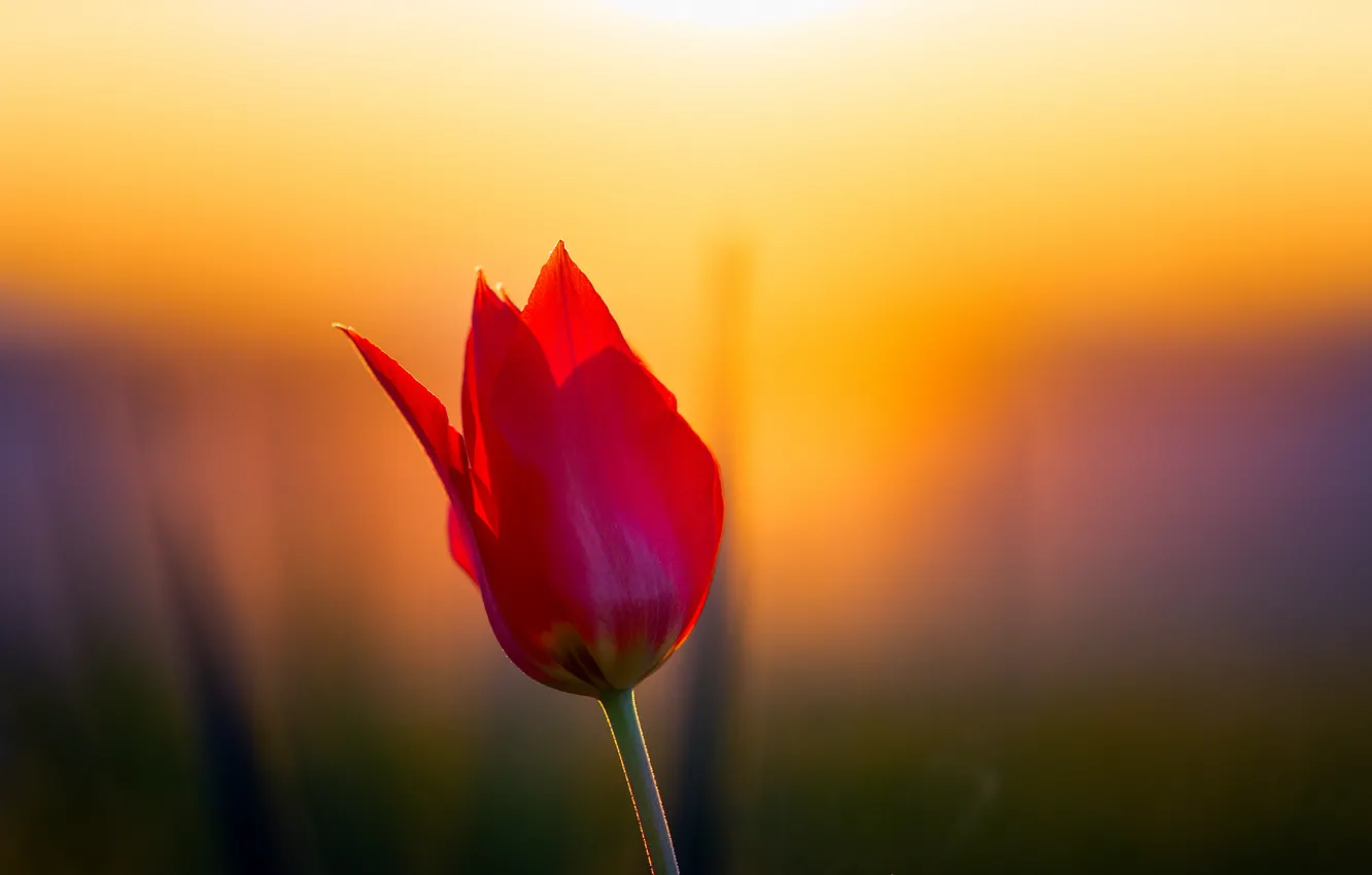 Photo wallpaper sunset, flowers, tulips