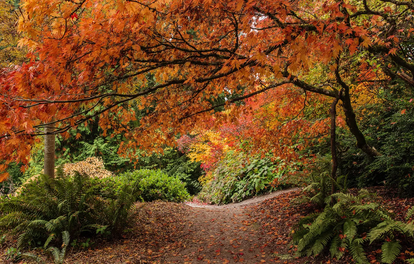 Photo wallpaper autumn, leaves, trees, Park, Seattle, fern, the bushes, Seattle