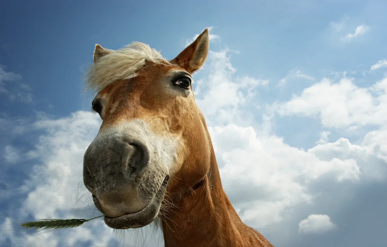 Photo wallpaper animals, grass, eyes, horse, horse, horses, horse, spikelets
