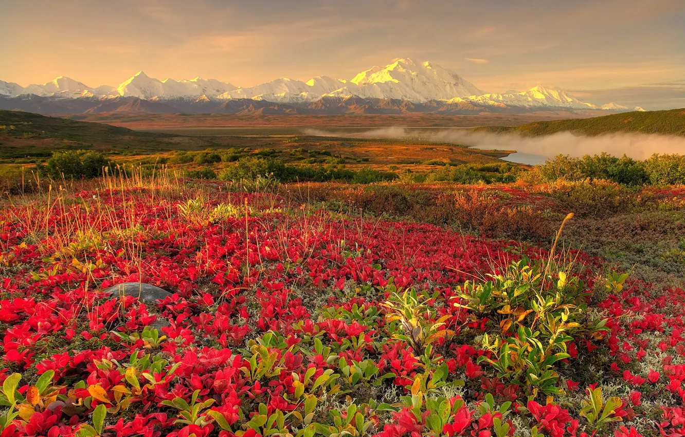 Photo wallpaper flowers, mountains, fog, 152