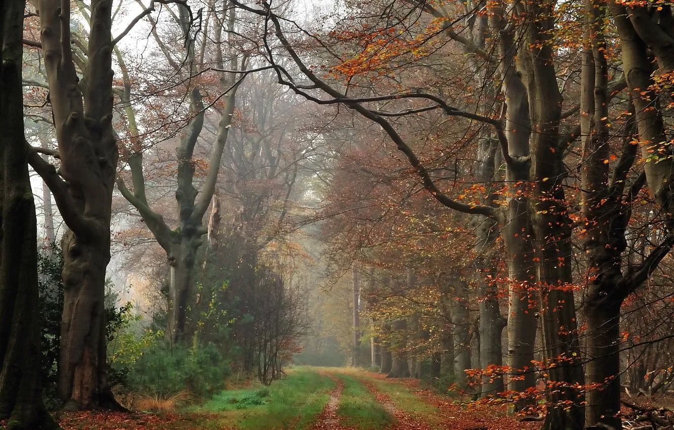 Photo wallpaper autumn, forest, fog, track, forest, Autumn, fog, path