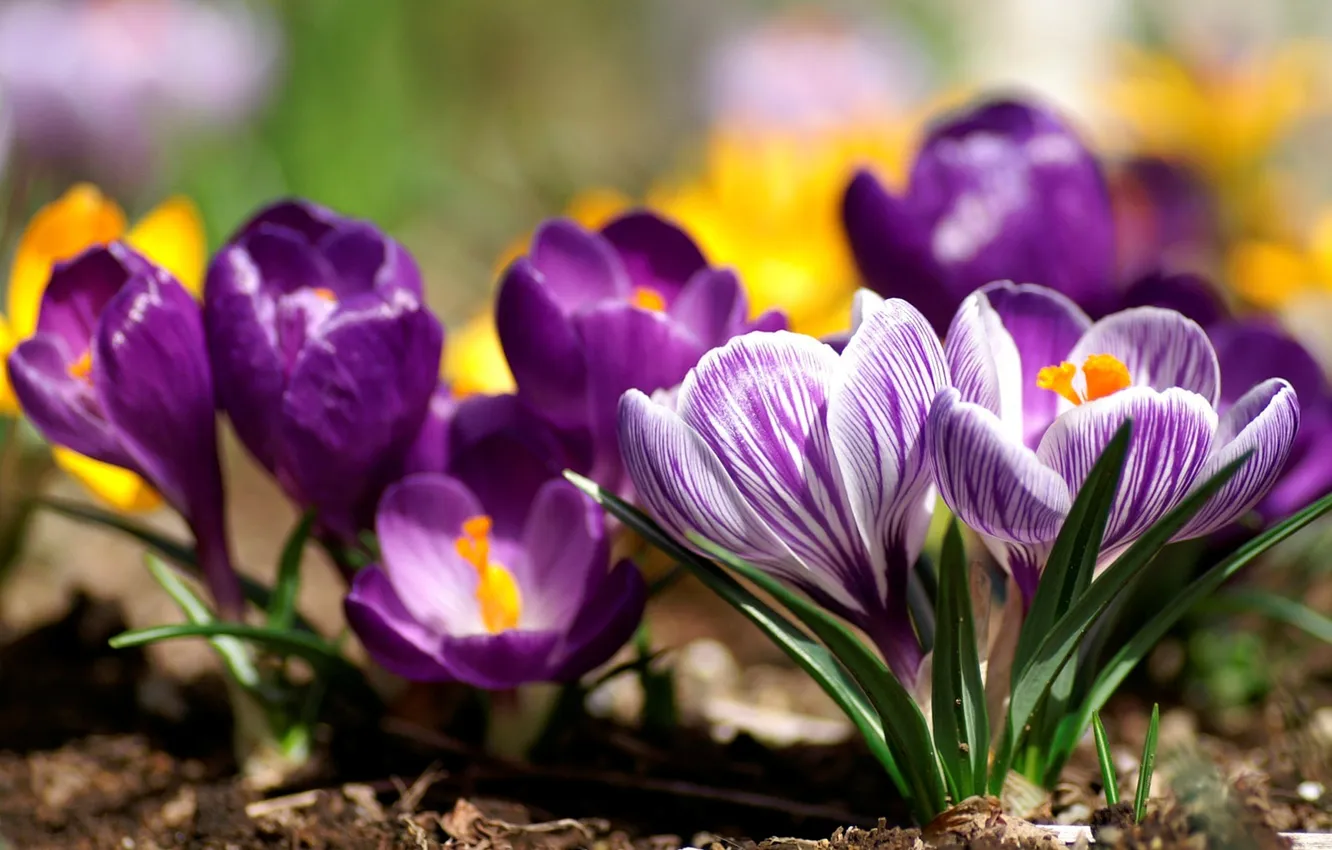 Photo wallpaper flowers, nature, spring, petals, crocuses, buds, primrose