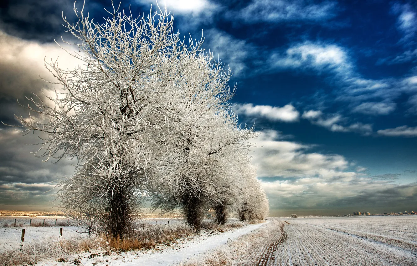 Photo wallpaper winter, field, trees, nature, blue