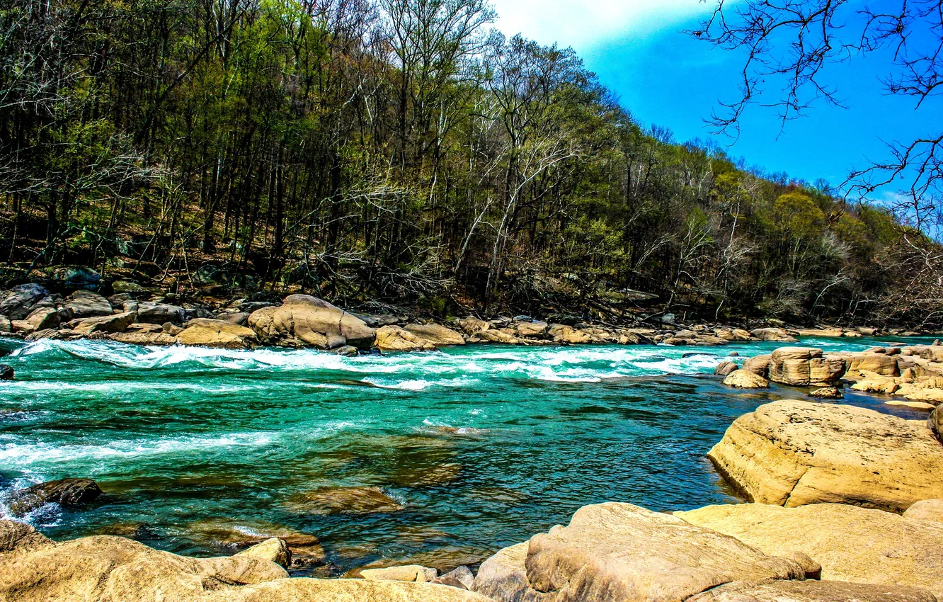 Photo wallpaper trees, stones, shore, for, river